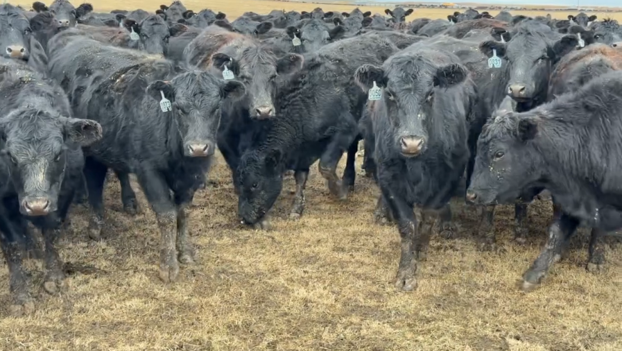 SELLER WILL PAY FREIGHT IF YOU BUY 275 OR MORE - BH1211A5